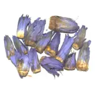 Dried Nymphaea Rubra Flower