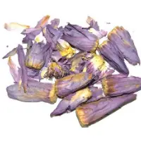 Dried Nymphaea Rubra Flower