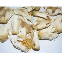 Dried Nymphaea Rubra Flower