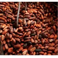 Bulk  Natural Fermented  Cocoa Beans