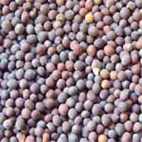 Mustard seeds