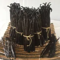 Vanilla Planifolia