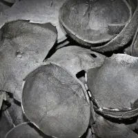 Coconut Shell Charcoal