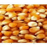 Yellow Corn