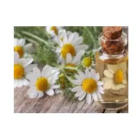 Camomile Oil