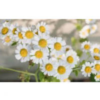 Chamomile