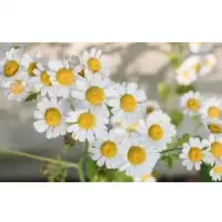 Chamomile