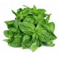 Basil