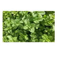 Spearmint