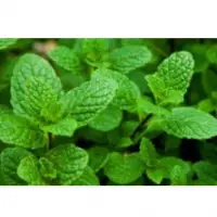 Peppermint