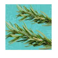 Rosemary