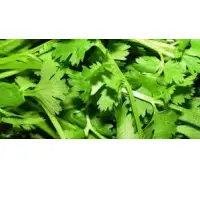 Coriander Cilantro
