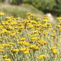 Immortelle Essential Oil
