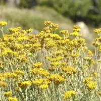 Immortelle Essential Oil