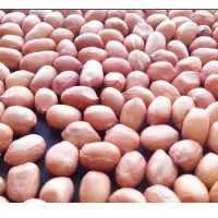 Java Type Peanuts
