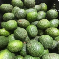 Hass Avocado