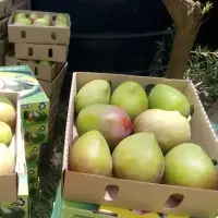 Kenya Apple Mangoes