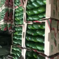 Avocado Fuerte ( Kenya )