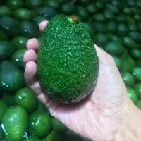 Hass Avocado