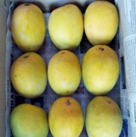 Alphonso Mangoes
