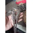 Dry Sea Horse