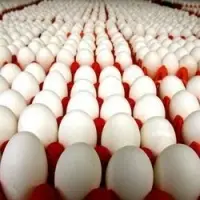 Fresh Eggs
