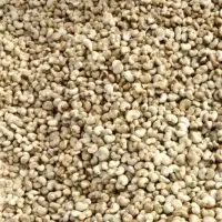 Cashew Nut
