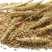 Wheat