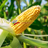 Corn