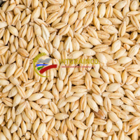 Barley