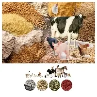 Animal Feed