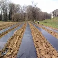 Polyethyene Mulch Film