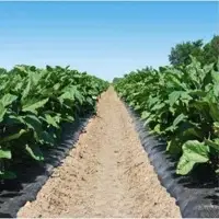 Black Mulch Films
