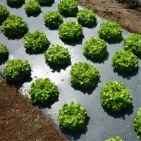 Embossed Mulch Films