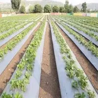 Silver Black Mulch Films