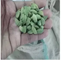 Cardamom
