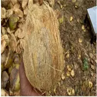 Fresh Semi Husked Coconuts