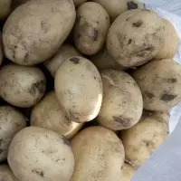 Potato