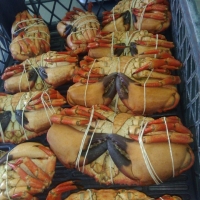 SALMON