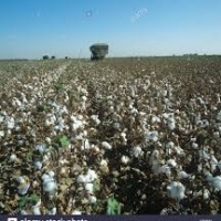 Cotton