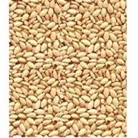 Sesame Seed