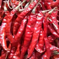 Dry Red Chilli