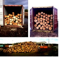 Pine logs
