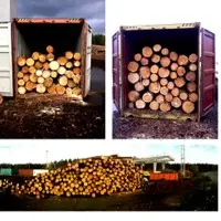 Pine logs
