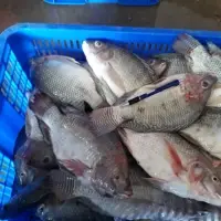 Tilapia Fish