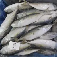 Frozen Indian Mackerel Fish