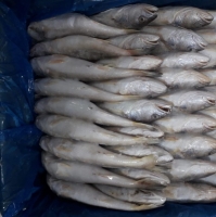 Frozen Croaker Fish Head On