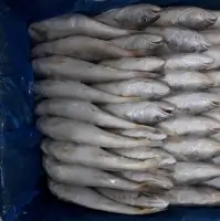 Frozen Croaker Fish Head On
