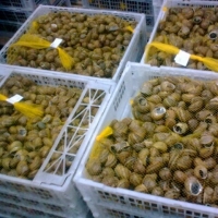 Live Snails Helix Aspersa Muller