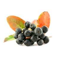 Black Chokeberry